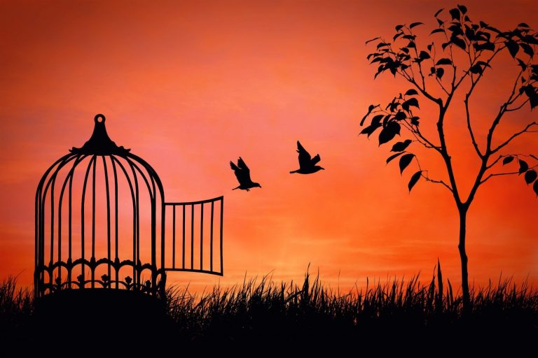 freedom_birdcage-768x512